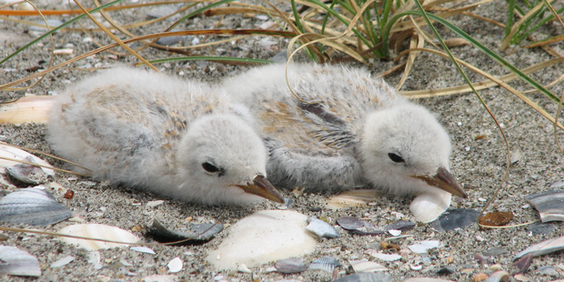 Fairy tern chicks. Photo / Rex Williams