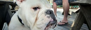Hayden van Hooff (left) had psychic medium Jay Dobson sit down with his pet bulldog Caesar who was stolen then returned earlier in the month. Photo/Warren Buckland