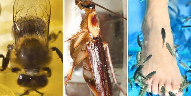 Bees to heal disease, cockroach soup, or doctor fish? Photos / Thinkstock