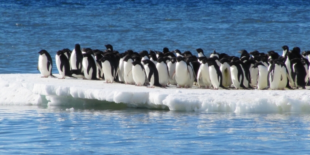Adelie penguins use pack ice for safety. Photo / Phil Lyver