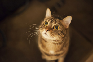 Photo / Thinkstock