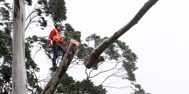 A Northpower linesman cuts a limb from a tree to enable downed lines to be repaired at Puhipuhi. Photo/John Stone