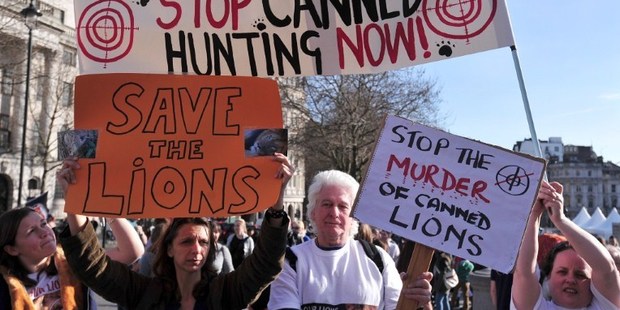 Protesters take part in a march against canned hunting of lions in central London on March 15. Photo / AFP / Carl Court