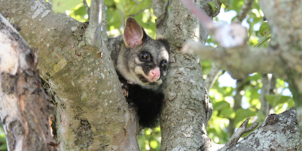 New Zealand's native flora and fauna are particularly vulnerable to predation by mammal pests like possums.