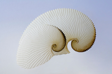Paper Nautilus. Photo / Davide Fraser.