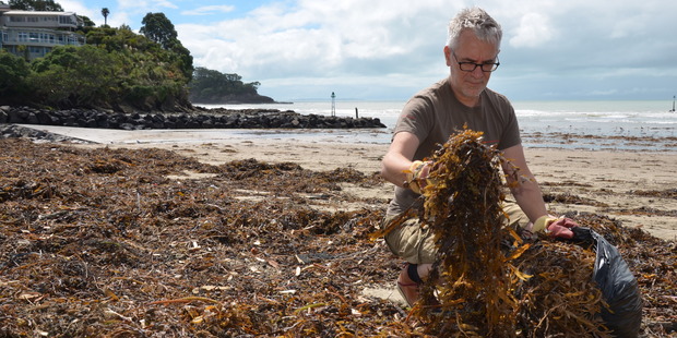 Richard Dale takes advantage of seaweed thrown up on Milford Beach after a storm. Photo / Meg Liptrot