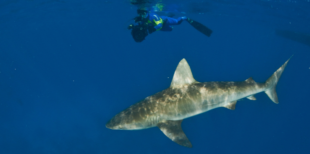 South Africa-based marine scientist Ryan Johnson has played a key role in some of the world's largest shark tracking conservation programmes.
