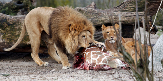 A giraffe put down by Copenhagen Zoo was dissected and fed to lions in front of a group of children. Photo / AP