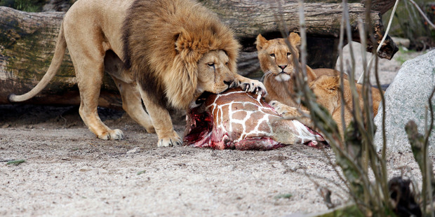 The carcass of Marius, a male giraffe, is eaten by lions after he was put down in Copenhagen Zoo on Feb. 9, 2014. Photo / AP