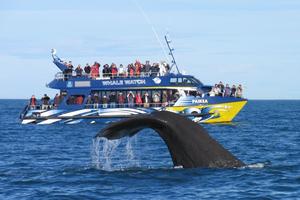 A sperm whale dives in front of the Kaikoura Whale watch vessel. Photo / supplied