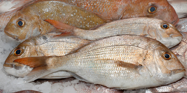 From April 1, the bag limit drops to seven and the legal minimum size goes up to 30cm. Photo / NZ Herald