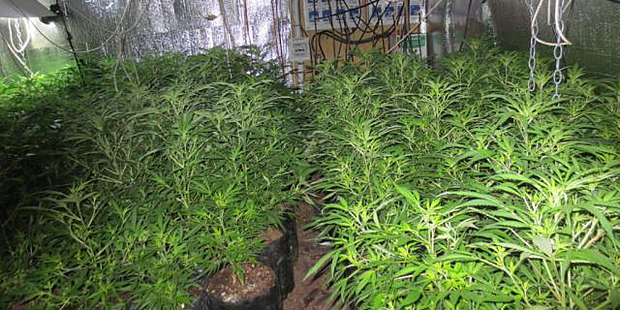 Police have seized 46,000 cannabis plants in an annual operation in Northland. Photo / NZ Police