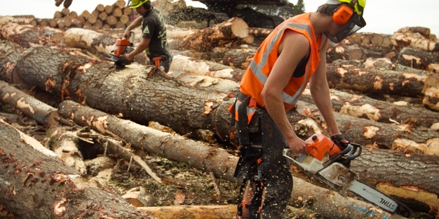 The forestry sector tops the charts in prompt payments. Picture / Natalie Slade