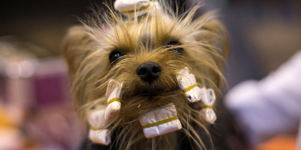 A Yorkshire terrier is groomed ahead of being shown at the Crufts dog show. Photo / Getty Images