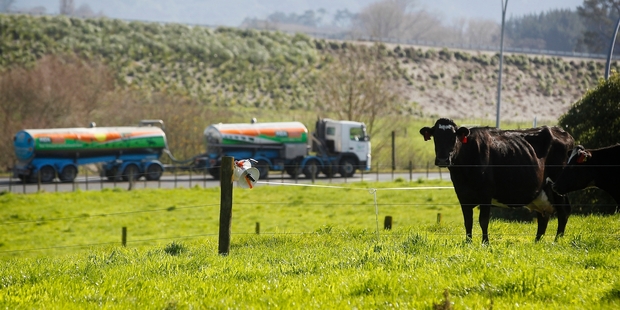 Fonterra's first-half result was good for farmers, but not for the company, an analyst says. Photo / Christine Cornege