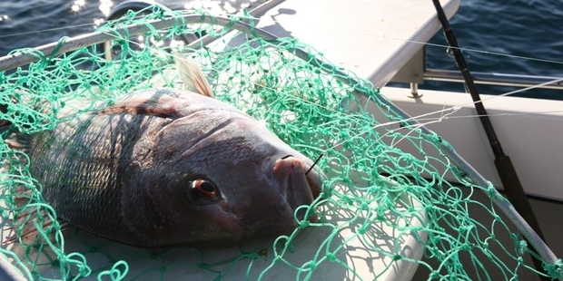 Good-sized snapper are being taken in the shallows and they're all along the eastern coast. Photo / File