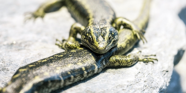 There are about 80 species of lizards found in New Zealand.
