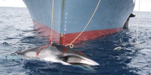 A whale being dragged on board a Japanese ship after being harpooned in Antarctic waters. Photo / AFP