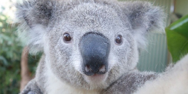 Bruce the Koala at Wild Life Sydney Zoo takes a selfie with a new Sony QX camera armed with special sensors. Photo / Instagram
