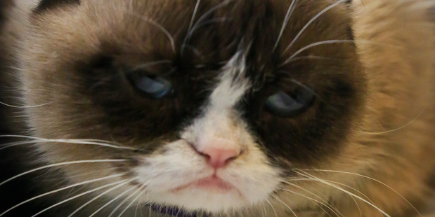 Grumpy Cat, an Internet celebrity cat whose real name is Tardar Sauce. Photo / AP / Bebeto Matthews