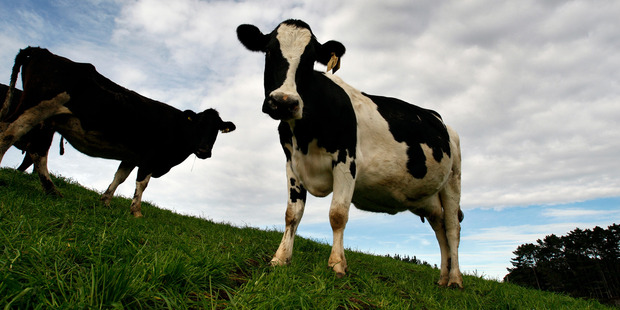 It is estimated about a third of New Zealand's cows produce purely A2 beta-casein, 15 per cent purely A1, and the rest a mix of both. Photo / Brett Phibbs