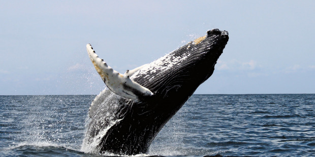 On behalf of the whales, I reckon the rest of us are entitled to raise a glass or two, writes Brian Rudman.
