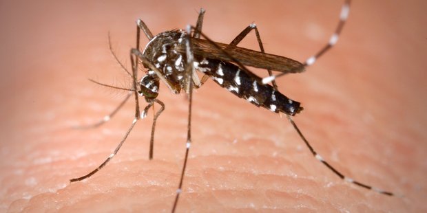 The mosquitoes that carried the dengue-causing virus are prevalent throughout most of the Pacific. Photo / APN