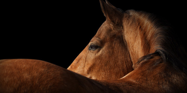 Photo / Thinkstock