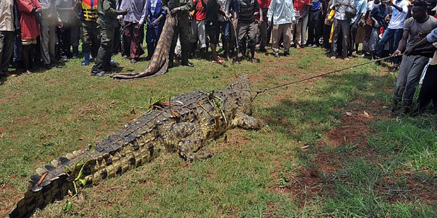 A giant crocodile caught by the Uganda Wildlife Authority. Photo / AFP