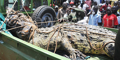 A giant crocodile caught by volunteers from Uganda Wildlife Authority. Photo / Donald Kiirya