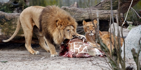 Managing director of Copenhagen Zoo, Steffen Straede, has been criticised for culling four lions just weeks after a giraffe was killed and publicly fed to the lions. Photo / AP