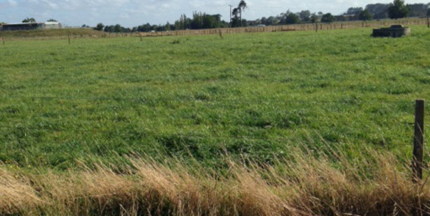 Waikato pasture showing one of tall fescue's main advantages - its ability to stay green and productive during droughts.