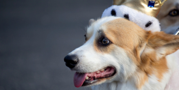 The Queen loves her corgis. Photo / Thinkstock