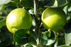 Green limes are best used as a garnish. When they're fat and yellow, they're ready for juicing. Green limes are best used as a garnish. When they're fat and yellow, they're ready for juicing.