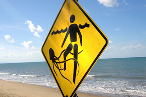 Vinegar could make box jellyfish stings more deadly. Photo / Thinkstock