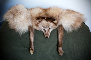 Silver fox. Photo / Babiche Martens