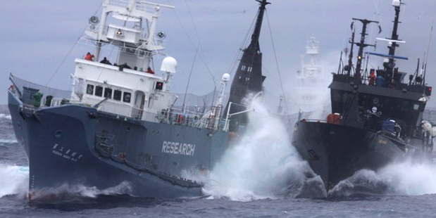 Japanese leaders have said the country plans to abide by the ruling but the Institute of Cetacean Research has indicated whaling could resume in a different format. Photo / AP