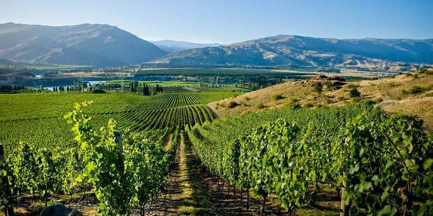 The Central Otago wine region.