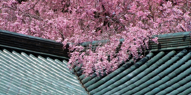 It normally takes about 10 years for a cherry tree to bear its first buds.
