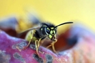 A wasp swarm was reported. Photo / File A wasp swarm was reported. Photo / File