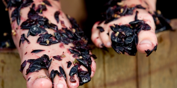 Embrace the autumn season and stomp grapes at Soljans Estate. Photo / Richard Robinson