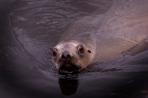 Sea lions, scrub growth endanger island