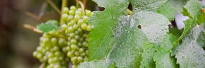 Rain at harvest time can make it a very stressful operation.