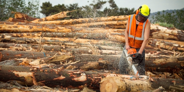 New Zealand will meet its Kyoto obligations after forests offset higher emissions than the country's commitment under the climate treaty. Photo / Natalie Slade