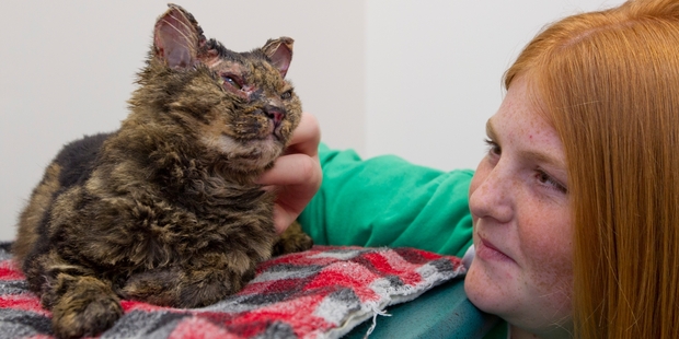 Amber McDougal's burned cat Fluffy lay trapped for four days before a skateboard rescue. Photo/Glenn Taylor