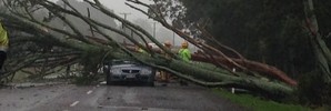 This tree came down at Awakeri. PHOTO/Bay of Plenty Police