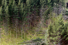 The Farm Forestry Association sees advantages in using poorer land to grow revenue-earning trees. Photo / Glenn Taylor The Farm Forestry Association sees advantages in using poorer land to grow revenue-earning trees. Photo / Glenn Taylor