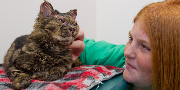 Amber McDougal's burned cat Fluffy lay trapped for four days before a skateboard rescue. Photo/Glenn Taylor