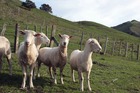 The Federation acknowledges animals come first and that clearer guidelines are required for maintaining this principle.
The Federation acknowledges animals come first and that clearer guidelines are required for maintaining this principle.