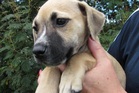 Before you head out to the SPCA Auckland Animal Village and start auditioning pet prospects, you need to ask yourself if you're ready to adopt. Before you head out to the SPCA Auckland Animal Village and start auditioning pet prospects, you need to ask yourself if you're ready to adopt.